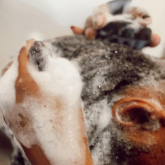 SHAMPOING CLARIFIANT OU CO-WASH : QUELLE FRÉQUENCE ET POUR QUELS BÉNÉFICES